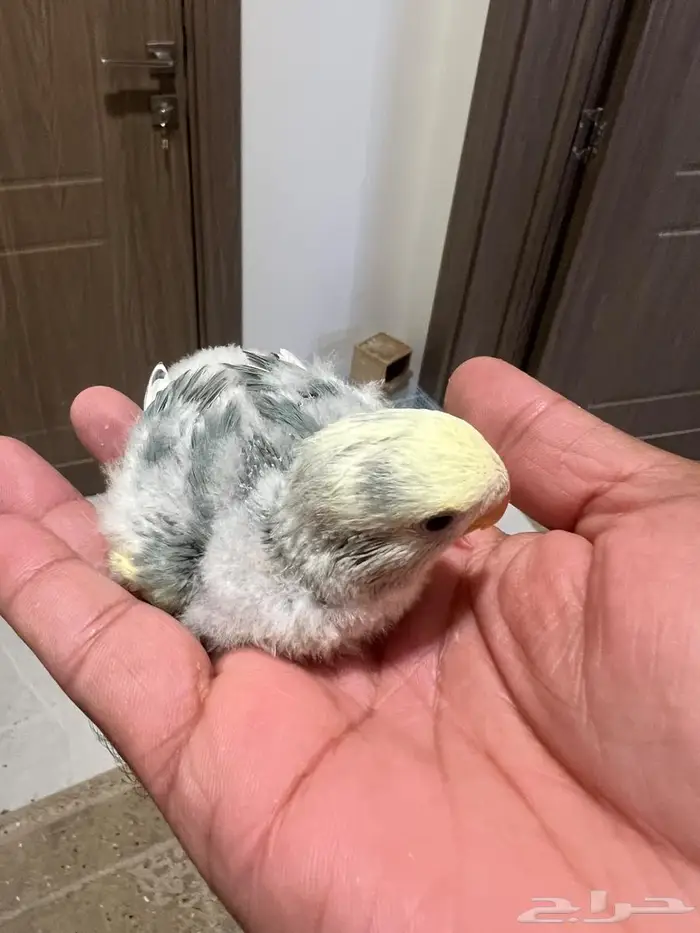 فرخ روز ( تم البيع الله يبارك لراعيه ) 0