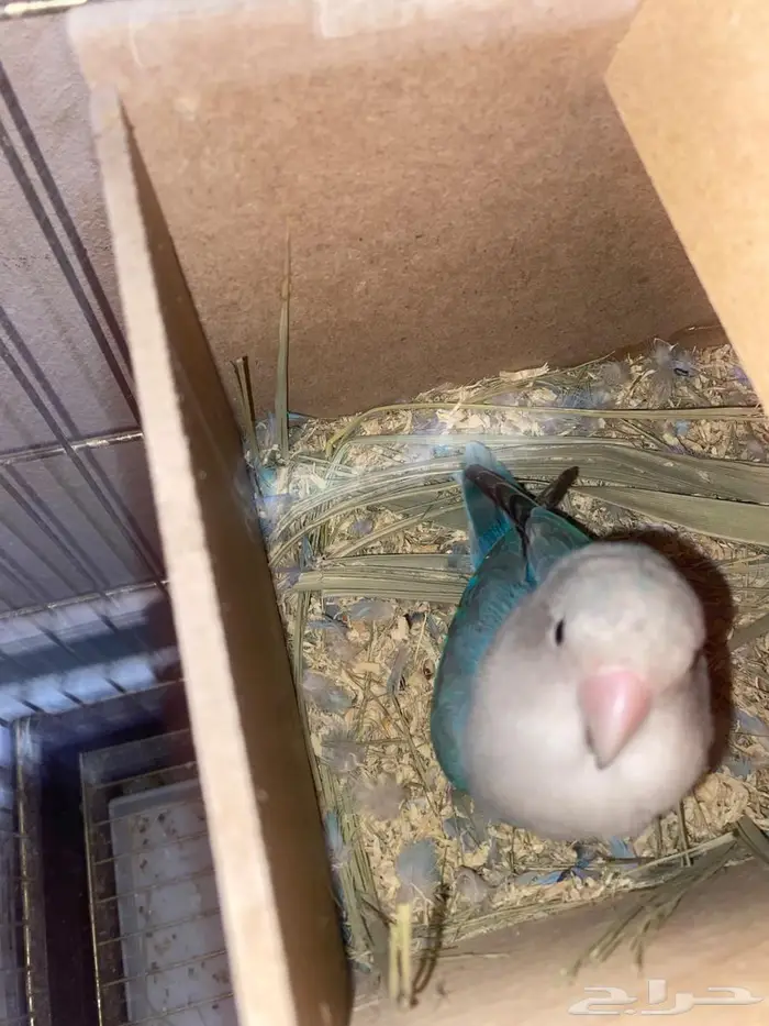 جوزين روز منتجه 8