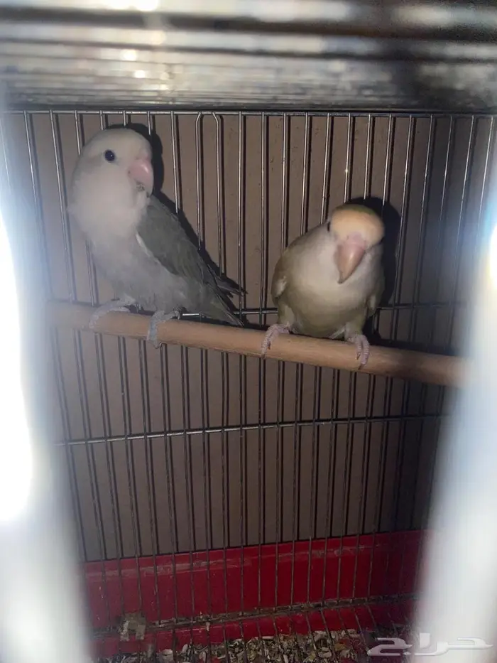 جوزين روز منتجه 2