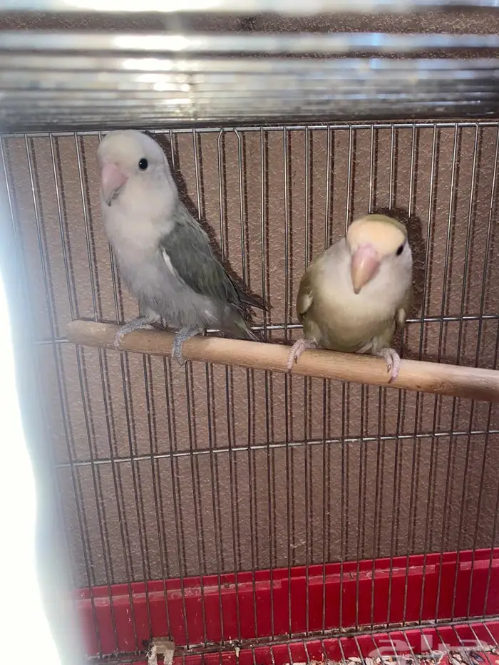 جوزين روز منتجه 3