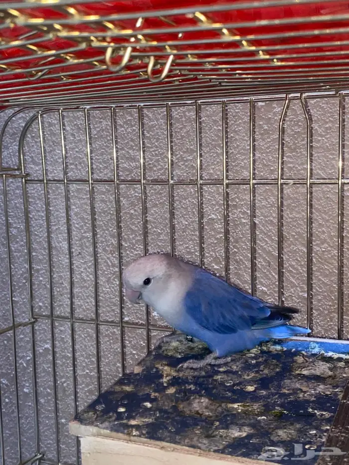 جوزين روز منتجه 6