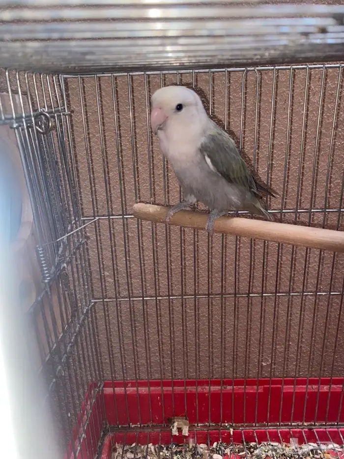 جوزين روز منتجه 5