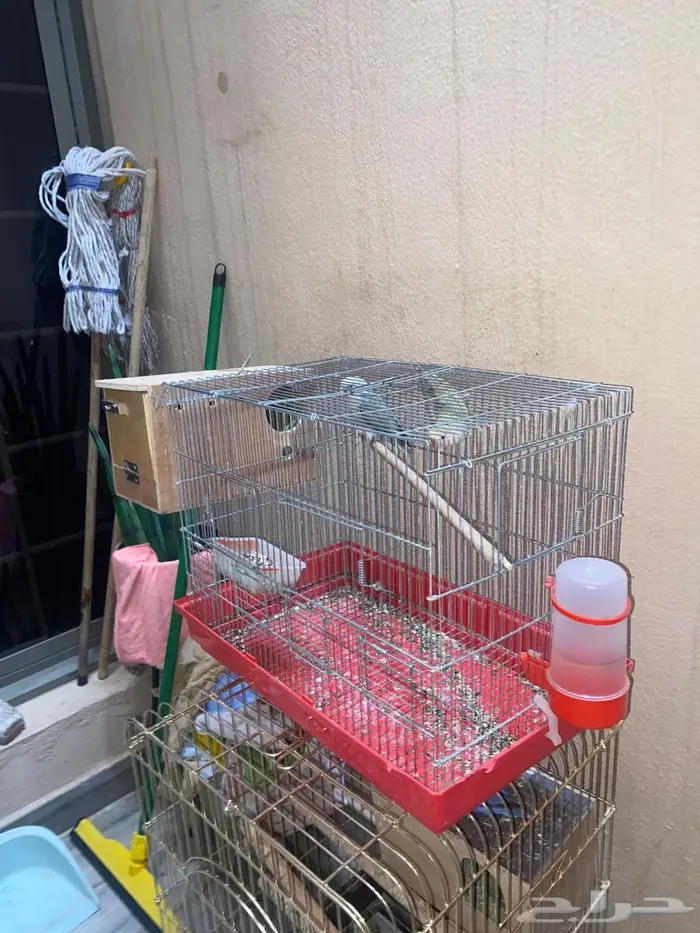 جوزين روز منتجه 9