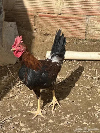 ديك بلدي ترثة 2