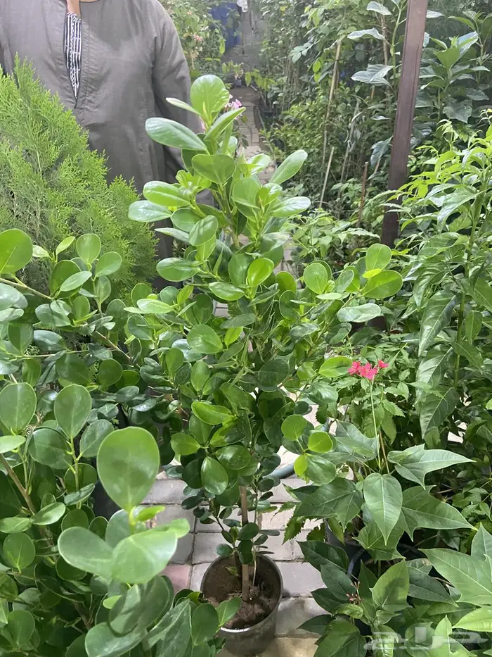 زراعة حدائق وأشجار ونجيلة طبيعي وصناعي ونخيل زينة 3