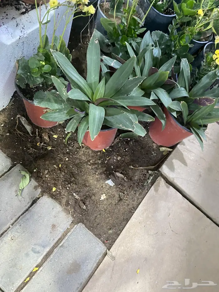 زراعة حدائق وأشجار ونجيلة طبيعي وصناعي ونخيل زينة 7