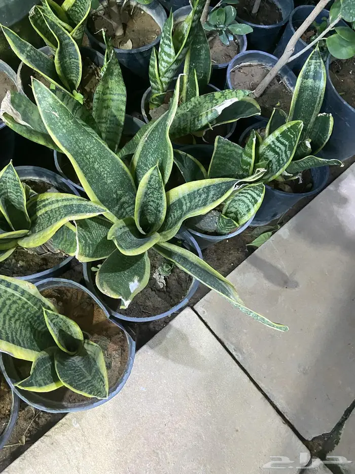 زراعة حدائق وأشجار ونجيلة طبيعي وصناعي ونخيل زينة 8