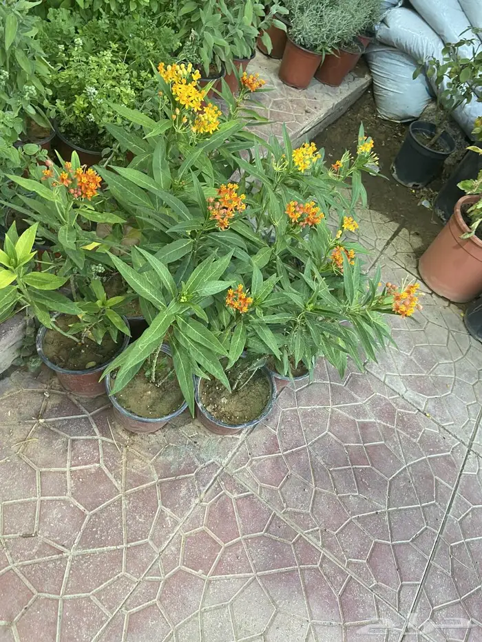 زراعة حدائق وأشجار ونجيلة طبيعي وصناعي ونخيل زينة 10