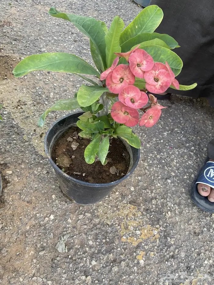 زراعة حدائق وأشجار ونجيلة طبيعي وصناعي ونخيل زينة 9