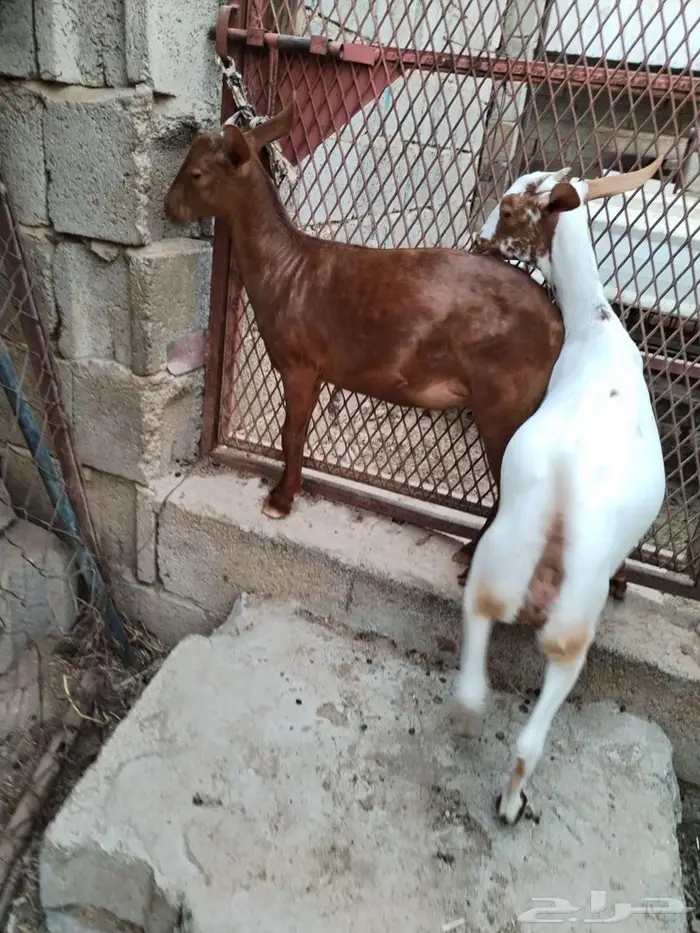 عنوق ما شاء الله تبارك الله 3