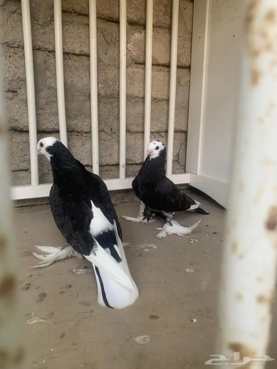 طبه صفاق 4