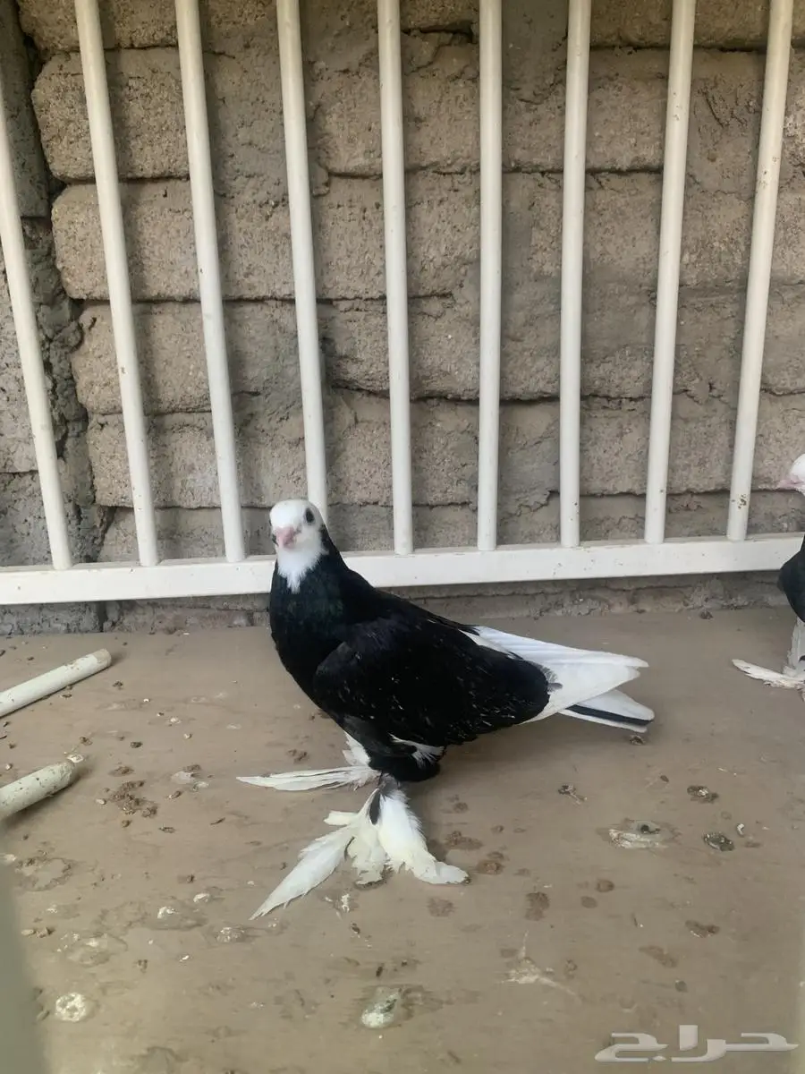 طبه صفاق 5