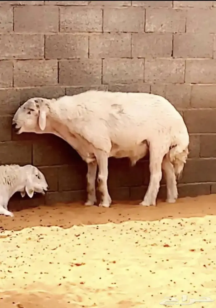 مشروع فحل حري صنف بالمجمعة 2