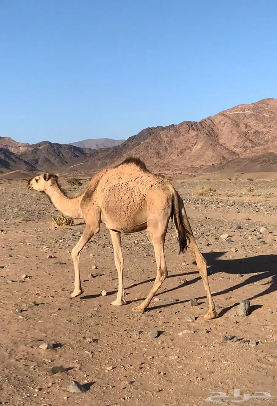 بكره جذاعه ريحه ثنيه والصحه على الشرط 0