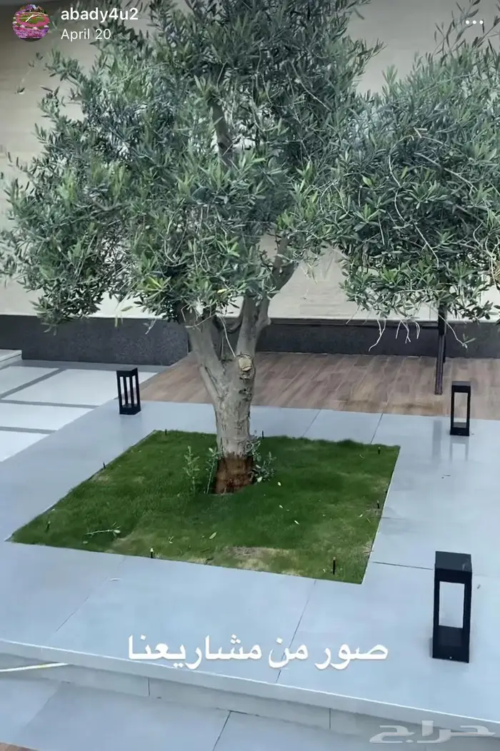 زراعة حدائق وأشجار ونجيلة طبيعي وصناعي ونخيل زينة 0