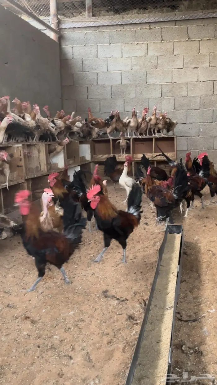 دجاج بلدي بياض 0