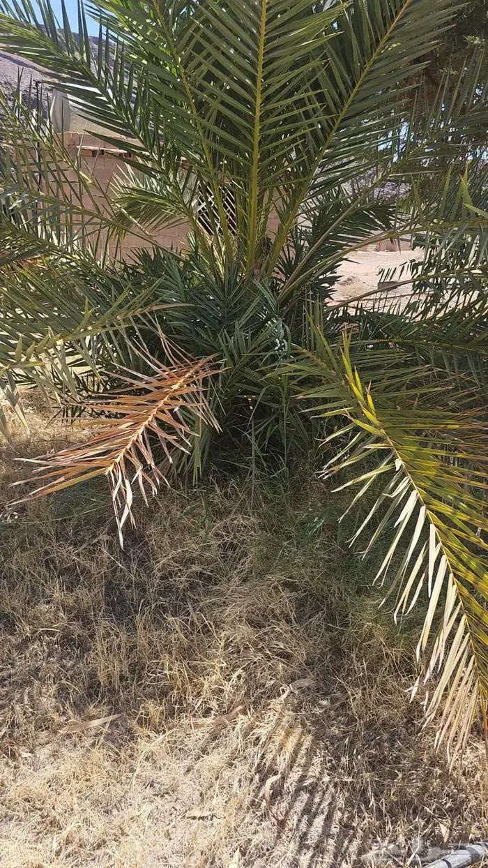 نخل سحايب 1