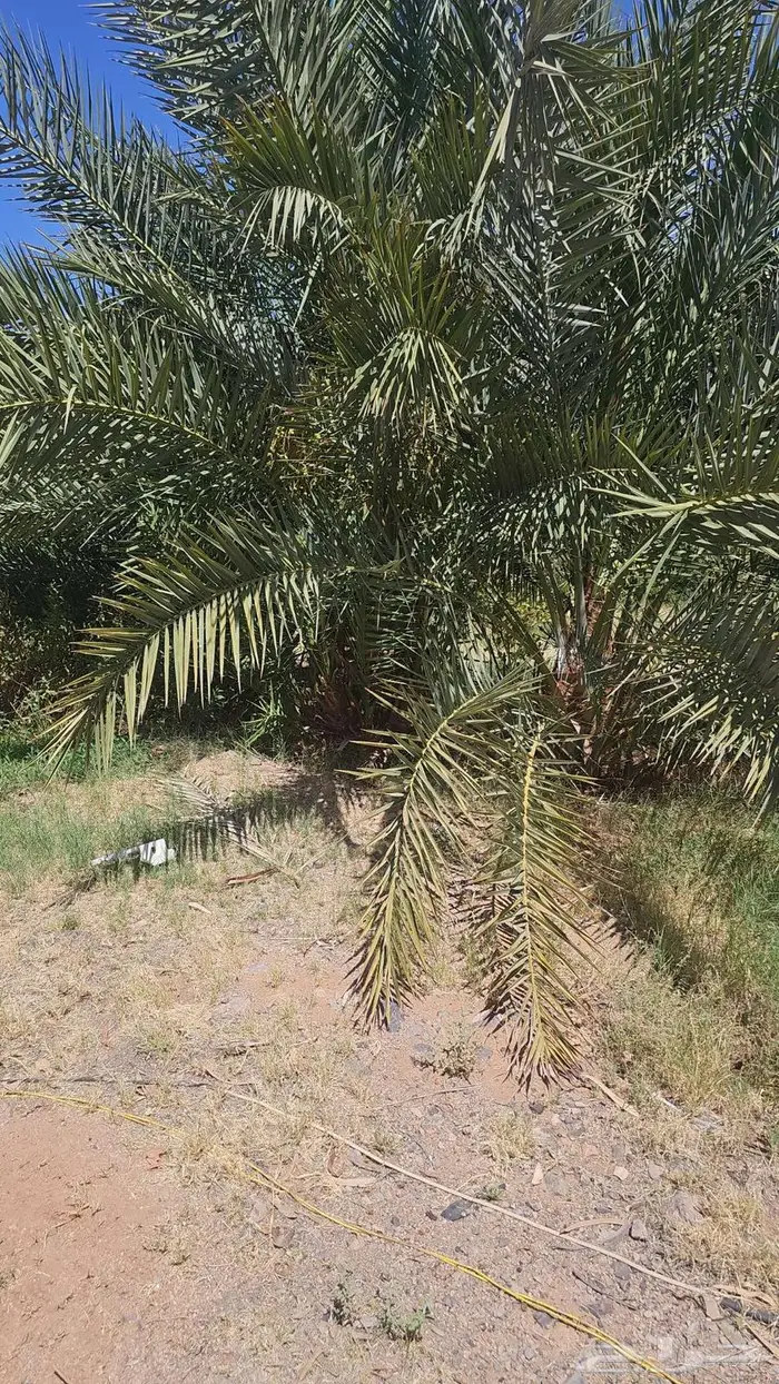 نخل سحايب 0