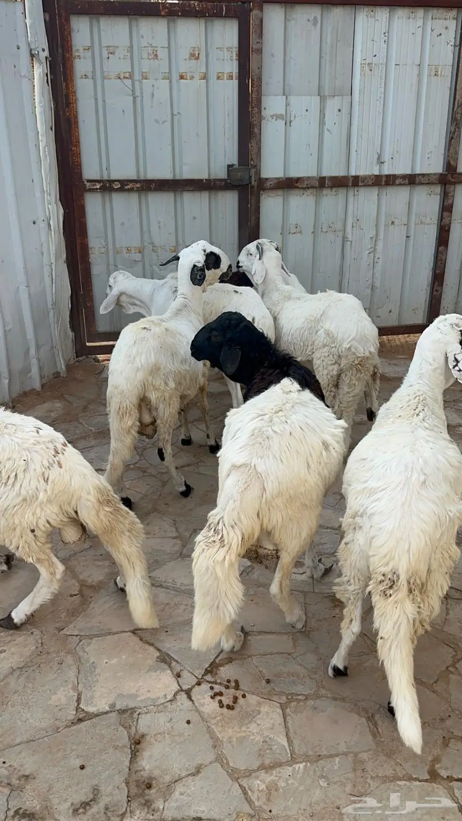 سواكني مرابي ست اشهر 0