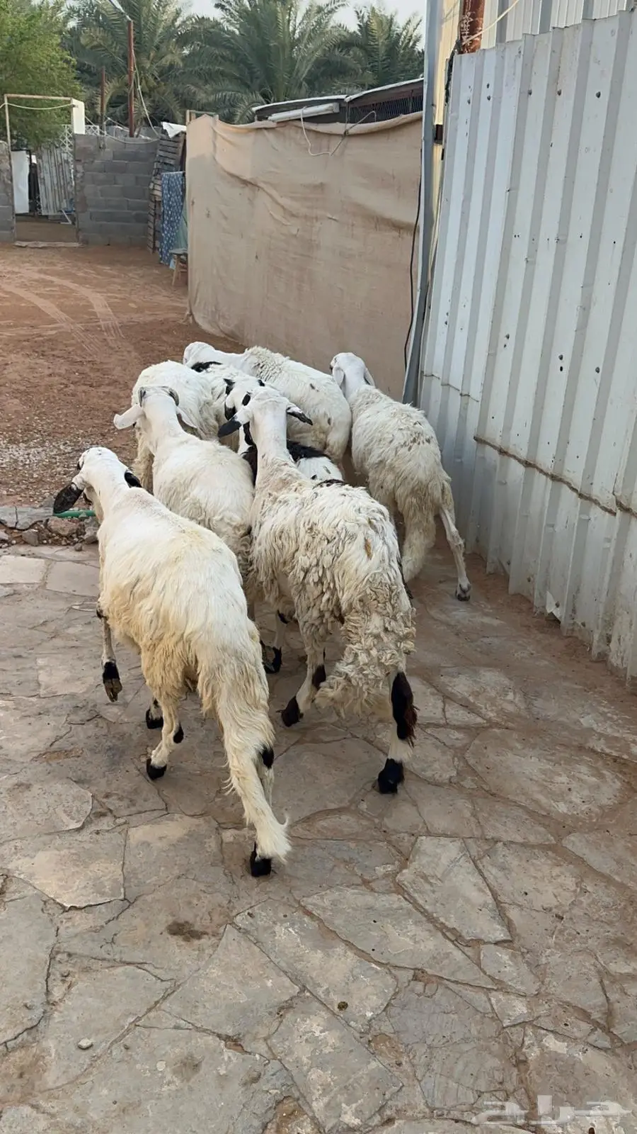سواكني مرابي ست اشهر 1