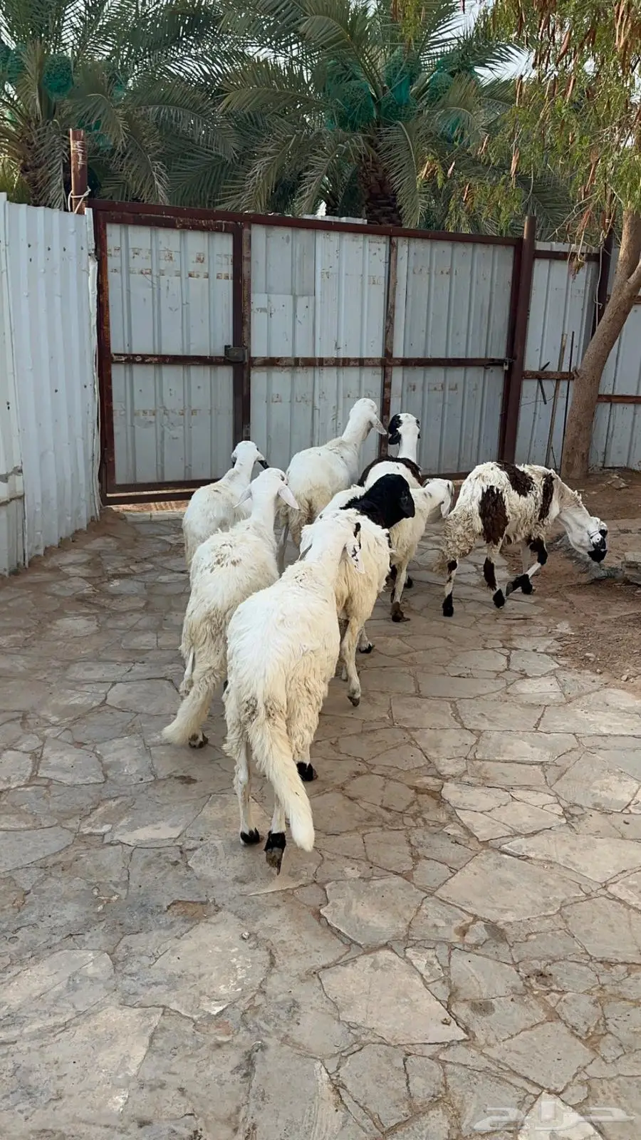 سواكني مرابي ست اشهر 4