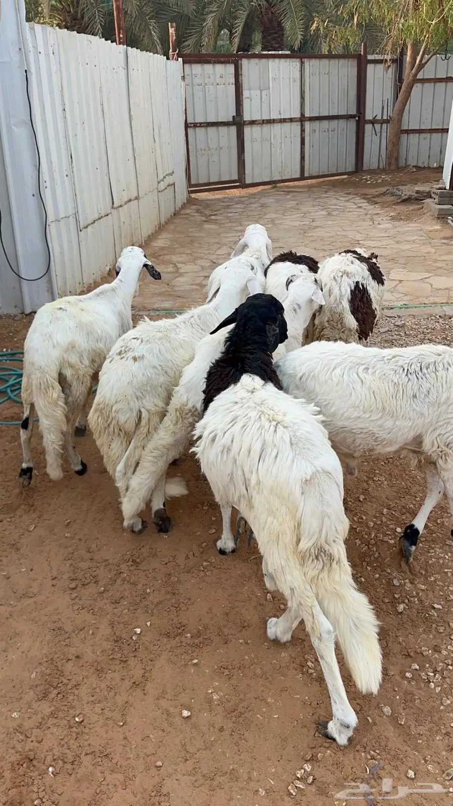 سواكني مرابي ست اشهر 2