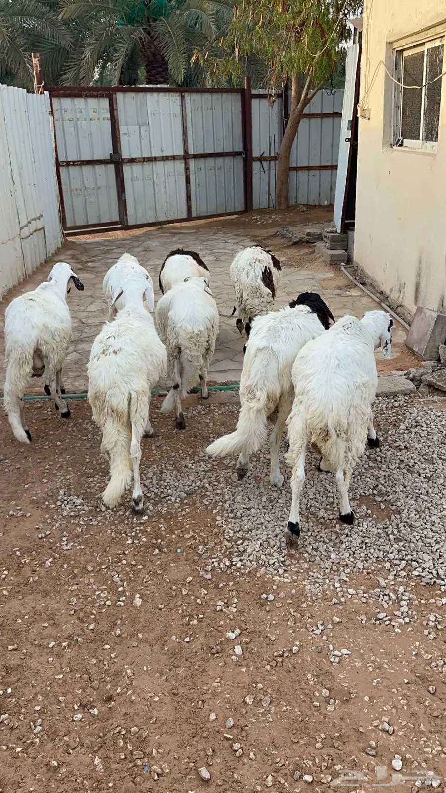 سواكني مرابي ست اشهر 3
