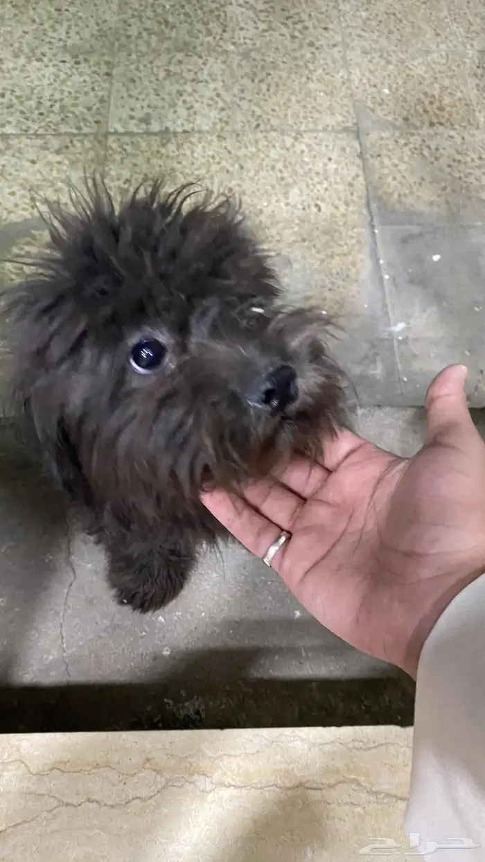 كلب بلاك روسي تيرير Black Russian Terrier Dog 0