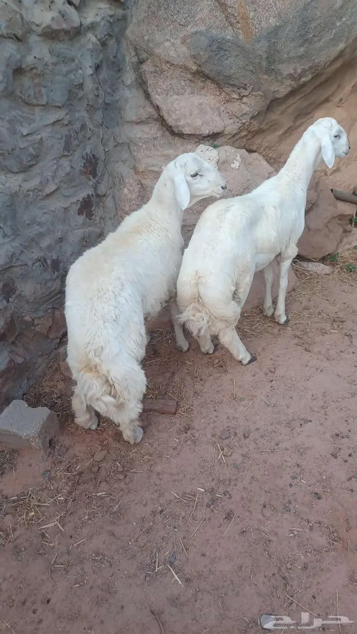 خروفين جبره للمناسبات للبيع (تم البيع ) 2