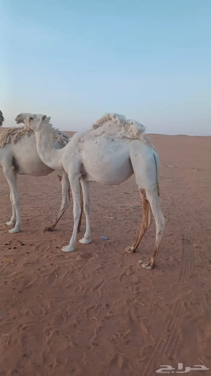 بكره طيبه فل شحم سنها حقه مدري ثنيه والله إني ماعلم 2