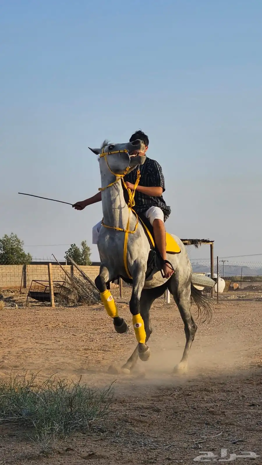 حصان شعبي شيخ 2