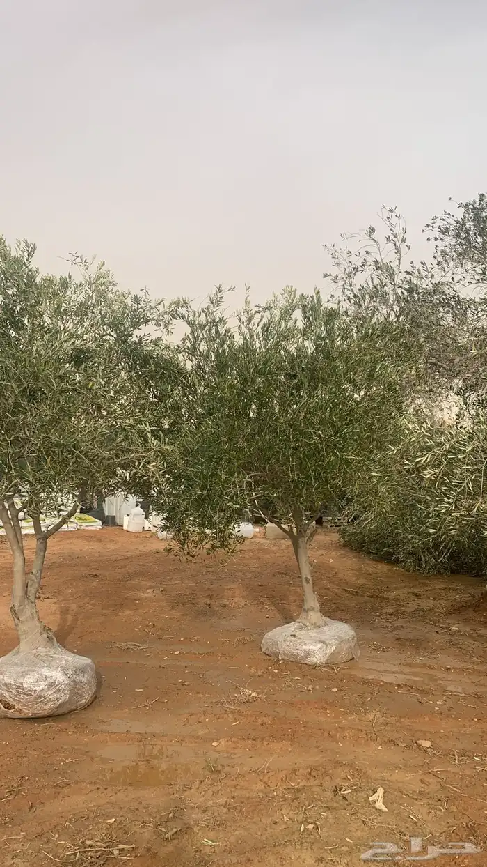 نخل واشنطونيا 2