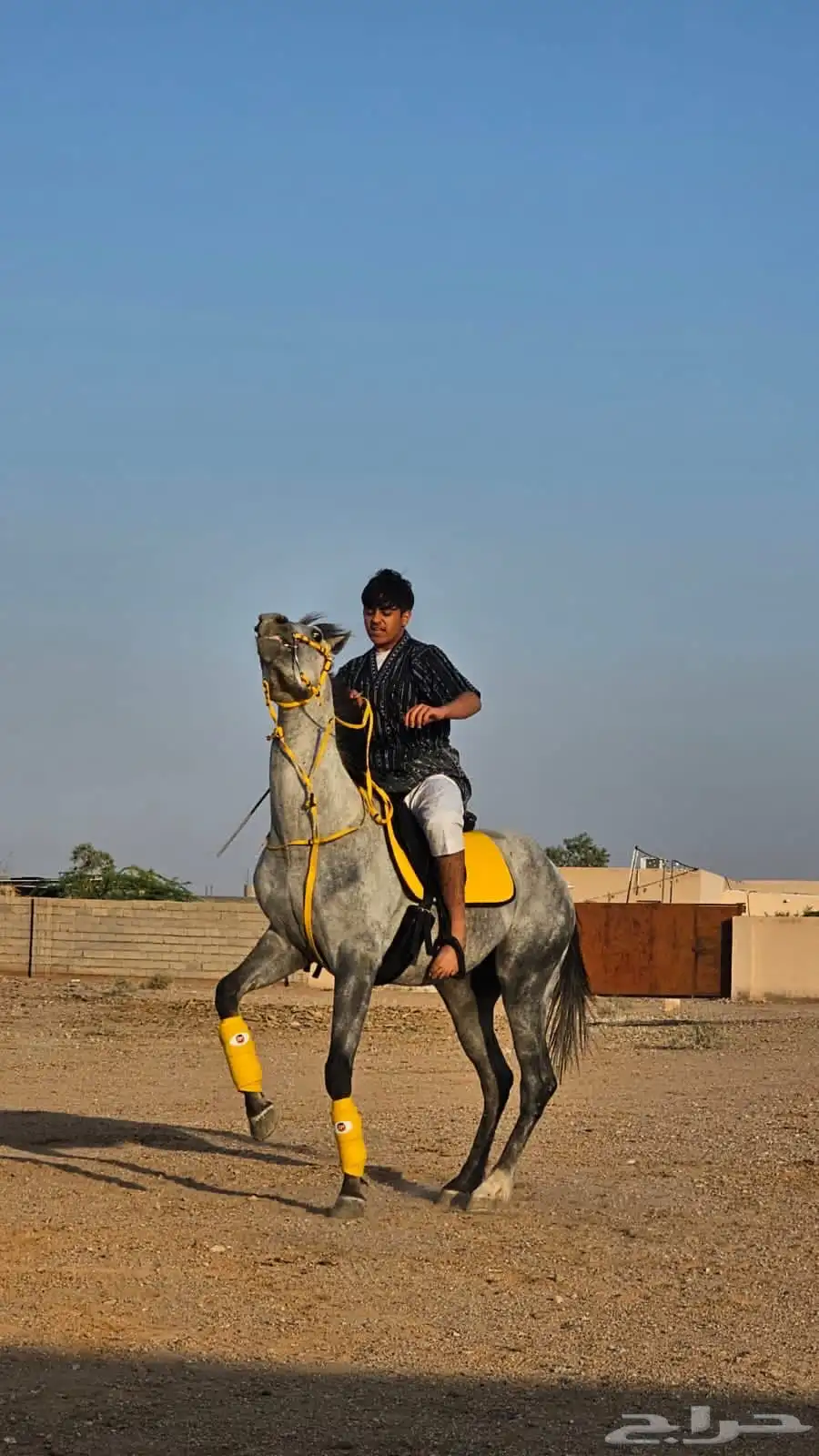حصان شعبي شيخ 1