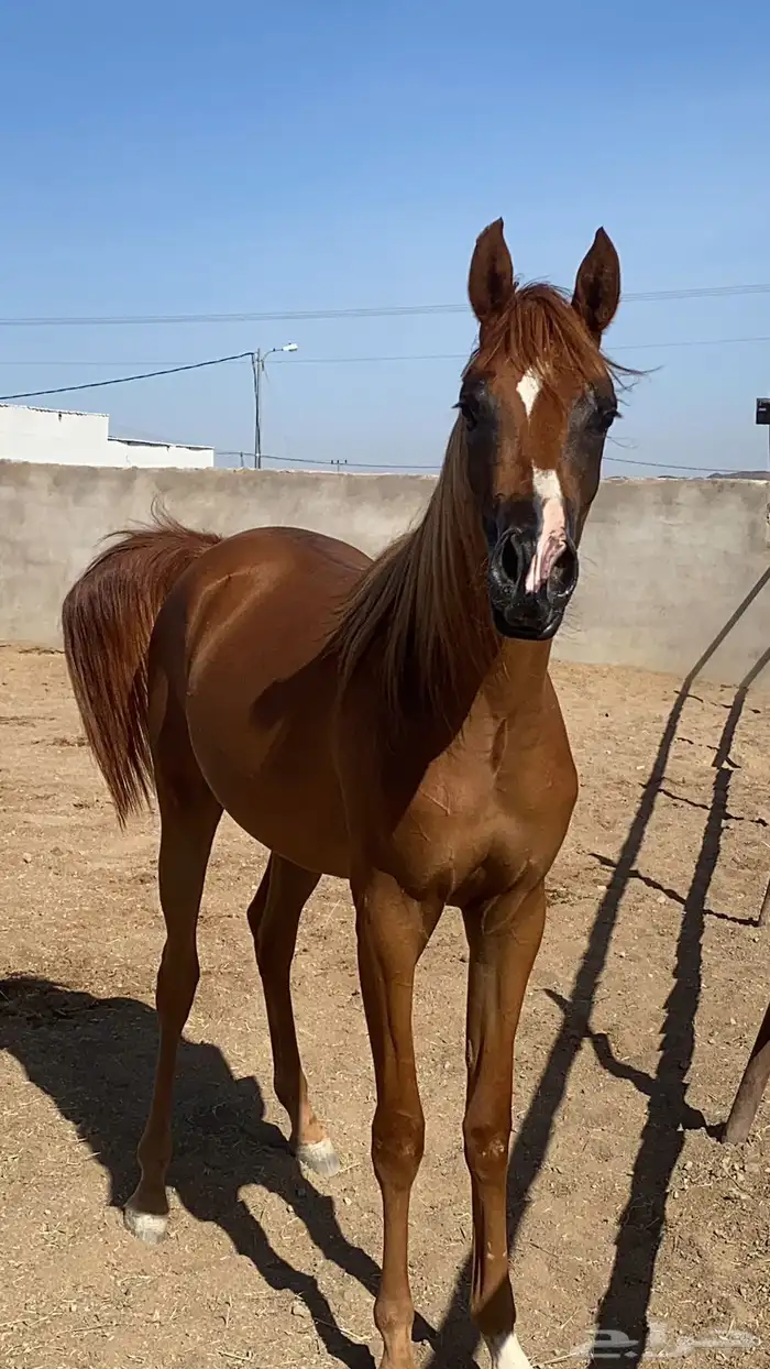 مهرة خط جمال 0