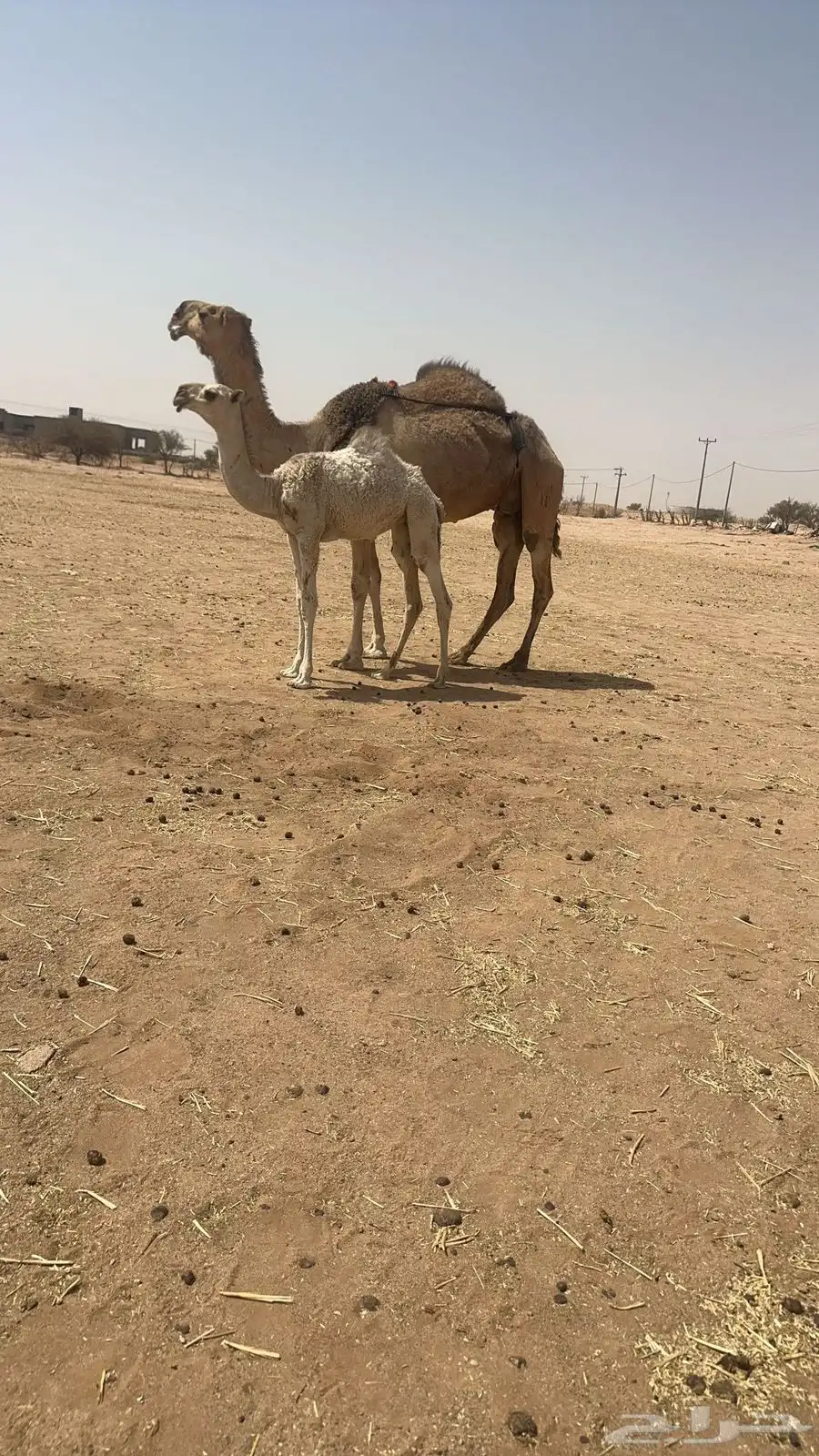 ناقه خلفه طيبه تحتها بكره مزيونه والناقه منتج 0