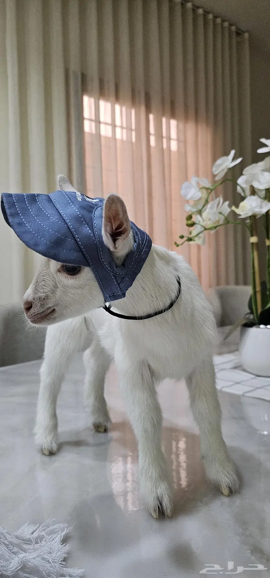 للبيع ماعز قزمي ذكر أمريكي تشيكي 3
