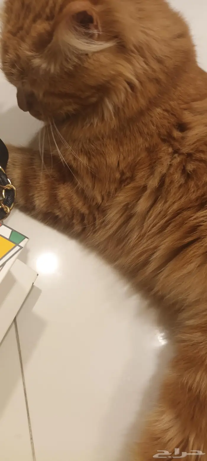 للتبني قطة للتبني قطة شيرازية 2