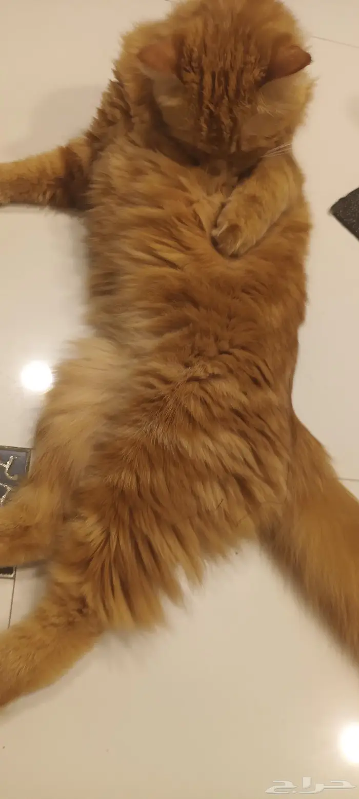 للتبني قطة للتبني قطة شيرازية 3