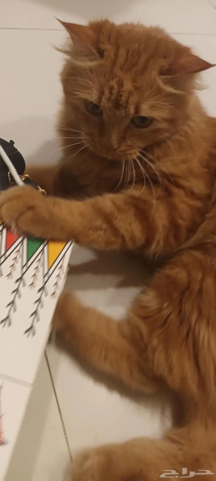 للتبني قطة للتبني قطة شيرازية 0