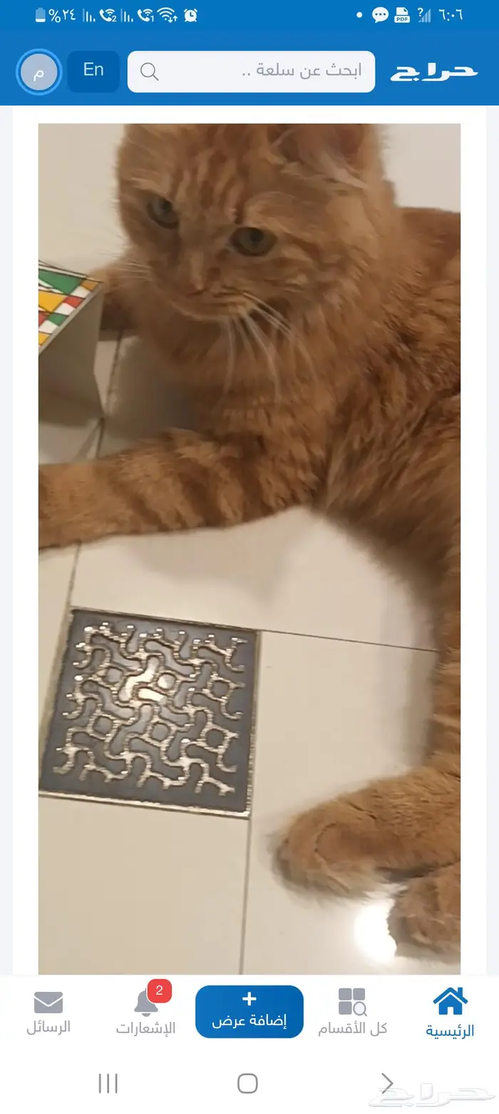 للتبني قطة للتبني قطة شيرازية 6