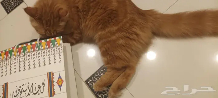 للتبني قطة للتبني قطة شيرازية 4