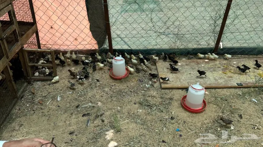 صوص بلدي 0