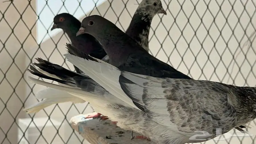 قطايف 1