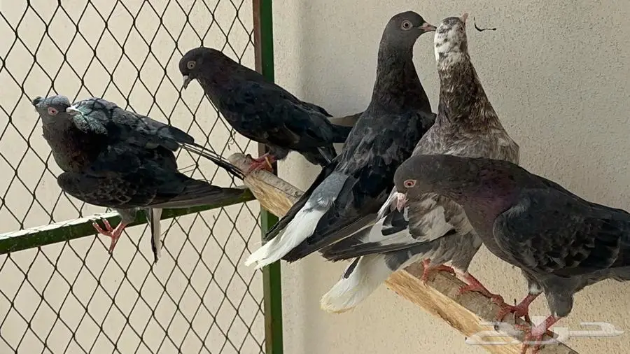 قطايف 2