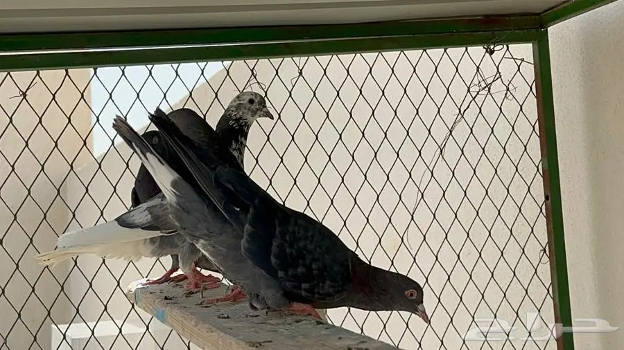قطايف 3