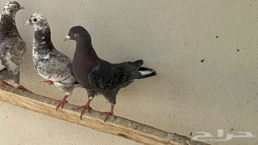 قطايف 0
