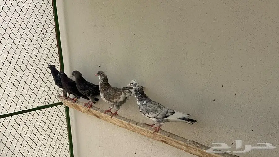 قطايف 5
