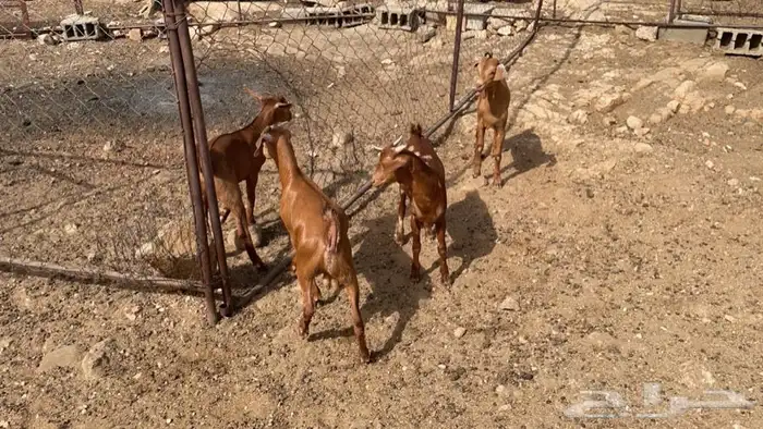 نواع بهم 0