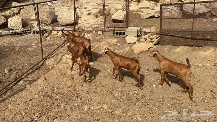 نواع بهم 1