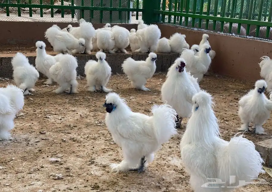 دجاج قطني 0